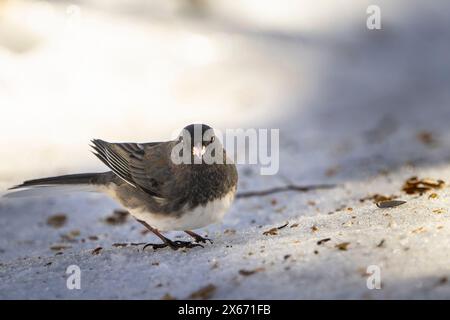 Dark-eyed-junco feeding on the ground near a bird feeder in a park during winter. Stock Photo