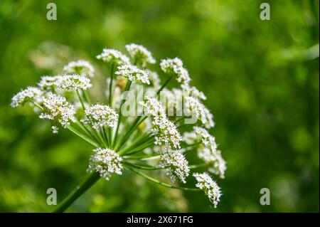 Cow Parsley head against a background of lush, green growth in the English countryside. Anthriscus sylvestris. Stock Photo