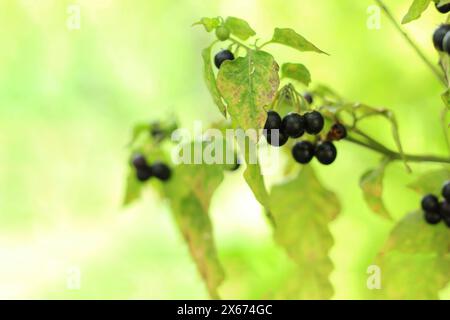 The black nightshade (Solanum nigrum) poisonous weed. Ball shaped fruits, ripening on lush racemes. Black nightshade shrub berries and wide leaves. Stock Photo