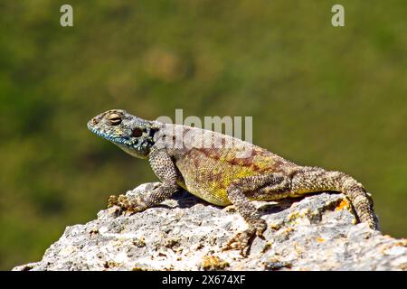 A male Southern Rock Agama, Agama Atra, basking in the sun Stock Photo