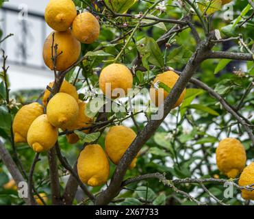 Ripe lemon fruits on lemon tree closeup. Stock Photo