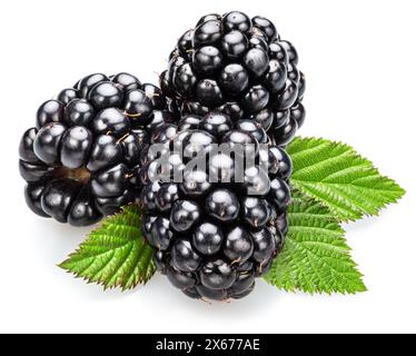 Backberries and blackberry leaves isolated on white background. Stock Photo