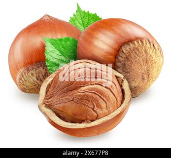 Hazelnuts, hazelnut kernel and green leaves on white background. Clipping path. Stock Photo