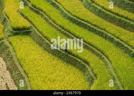 Scenes from the rice harvest, Mu Cang Chai, Yen Bai, Vietnam Stock Photo