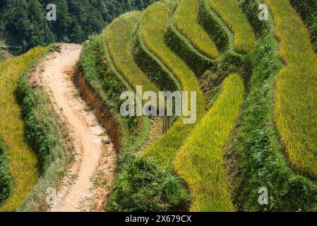 Scenes from the rice harvest, Mu Cang Chai, Yen Bai, Vietnam Stock Photo