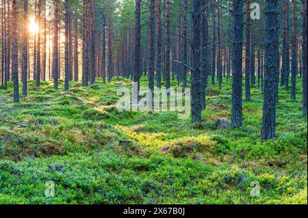 The setting sun illuminates a dense pine forest in Norway, casting long shadows and creating a warm glow on the trees. The suns rays filter through th Stock Photo