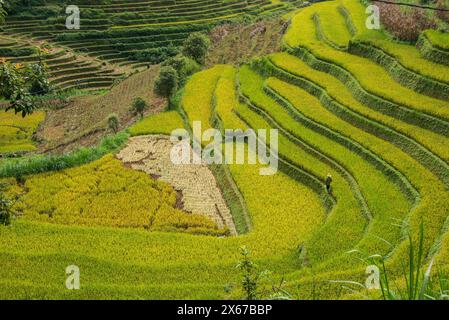 Scenes from the rice harvest, Mu Cang Chai, Yen Bai, Vietnam Stock Photo