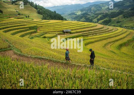 Scenes from the rice harvest, Mu Cang Chai, Yen Bai, Vietnam Stock Photo