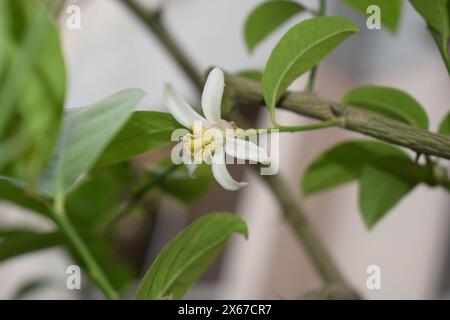 A white lemon flower on a branch with green leaves. Stock Photo