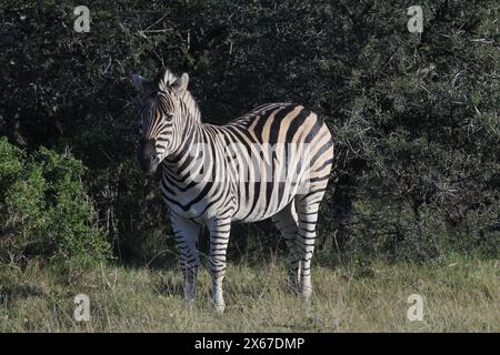 Zebra. Burchelli, Plains, Equus Stock Photo