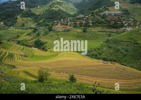 Scenes from the rice harvest, Mu Cang Chai, Yen Bai, Vietnam Stock Photo