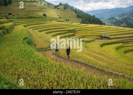 Scenes from the rice harvest, Mu Cang Chai, Yen Bai, Vietnam Stock Photo