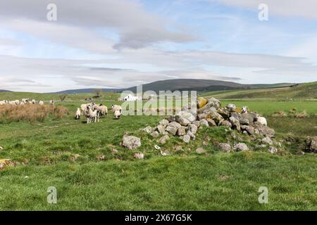 Sheep grazing in a meadow with the whitewashed farmstead of Wheysike House behind, Forest-in-Teesdale, County Durham, UK Stock Photo