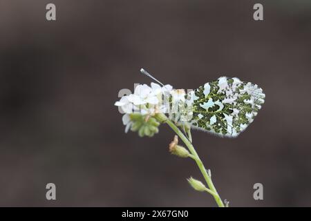 Male Orange-Tip Butterfly (Anthocharis cardamines) on a white Forget-Me-Not flower in a garden habitat, Teesdale, County Durham, UK Stock Photo