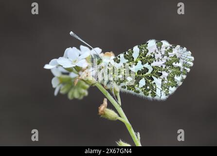 Male Orange-tip Butterfly (Anthocharis cardamines) on a white Forget-Me-Not flower, Teesdale, County Durham, UK Stock Photo