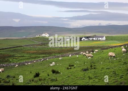 Sheep grazing next to fields of Marsh Marigold (Caltha palustris) flowers, Upper Teesdale, County Durham, UK. Stock Photo