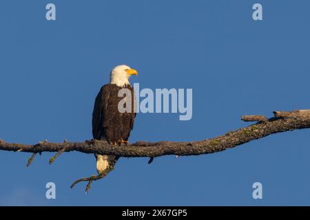 Bald Eagle (Haliaeetus leucocephalus)   perched in a tall tree in warm light.  Photographed near Antelope Lake in Plumas County California Stock Photo