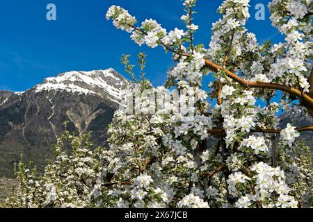 Blossoming fruit trees in spring under the snow-covered Grand Chavalard peak in the Rhone Valley, Saxon fruit-growing region, Valais, Switzerland Stock Photo