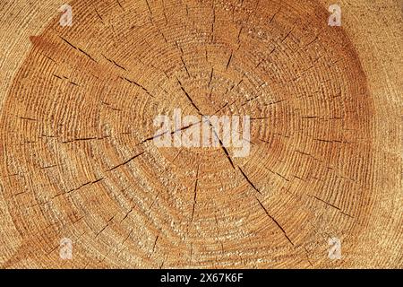 Texture of sawn logs with growth rings. Abstract natural background. Stock Photo