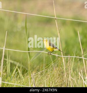 Yellow Wagtail, Norfolk, May 2024 Stock Photo