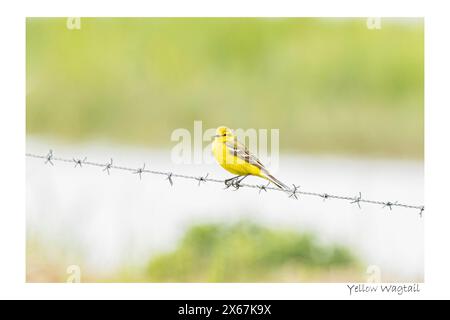 Yellow Wagtail, Norfolk, May 2024 Stock Photo