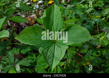Paris quadrifolia in bloom. It is commonly known as herb Paris or true lover's knot. Stock Photo