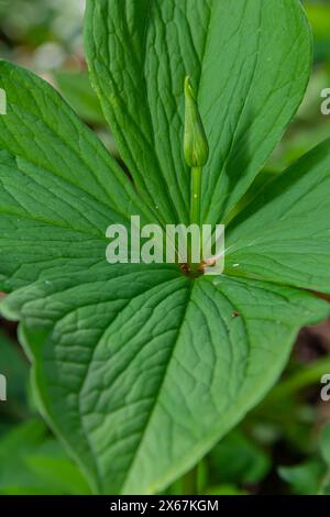 Paris quadrifolia Herb-Paris flower Stock Photo - Alamy