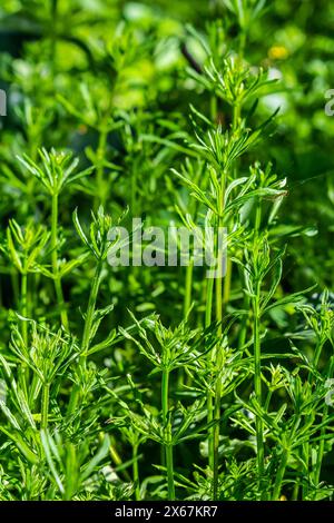 The Cleavers Galium aparine have been used in the traditional medicine for treatment of disorders of the diuretic, lymph systems and as a detoxifier. Stock Photo