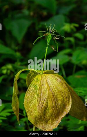 Paris quadrifolia in bloom. It is commonly known as herb Paris or true lover's knot. Stock Photo