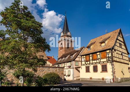 The Church of the Assumption or Notre-Dame de l'Assomption and half-timbered houses in Bergheim, Alsace, France Stock Photo