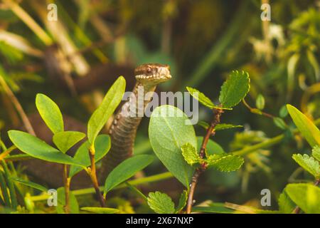 viper peeks out of the grass Stock Photo