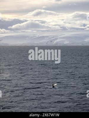 The tail of a Humpback Whale off the coast of Lahaina, Maui, Hawaii on ...