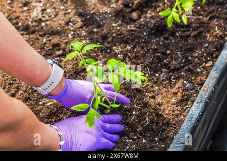 Close-up view of woman tending to her garden planting young tomato plants in soil-filled raised bed within greenhouse. Sweden. Stock Photo