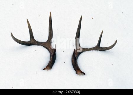 Whitetail deer antler sheds in the snow. Yaak Valley, Montana. (Photo by Randy Beacham) Stock Photo