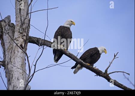 A pair of adult bald eagles (Haliaeetus leucocephalus) overlooking the Kootenai River in winter. Bonners Ferry, North Idaho. (Photo by Randy Beacham) Stock Photo