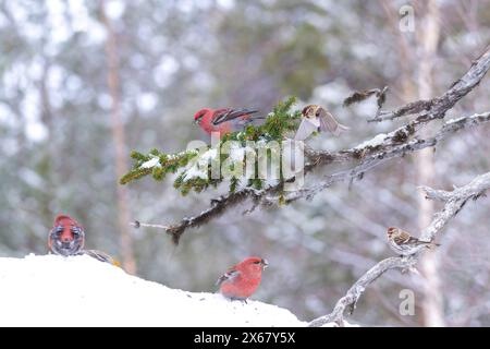 Hooked Finch (Pinicola enucleator), male and female,  Redpoll (Acanthis flammea), winter, Kaamanen, Finland Stock Photo