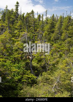 Canada, forest, Newfoundland, North America, Northern hardwood forest Stock Photo