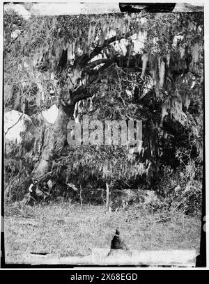 Port Royal Island, Beaufort, South Carolina. Moss covered tomb over 150 years old on R.B. Rhett's plantation, Civil War Photographs 1861-1865 Stock Photo