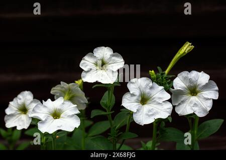 Petunia flowers are white against a dark brown wooden wall. Stock Photo
