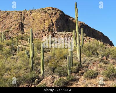 A towering Saguaro cactus, accompanied by smaller saguaro cacti, rises against the mountainside backdrop of the Sonoran Desert in Arizona. Stock Photo
