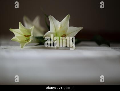 white lilies, lying on a blurred background Stock Photo