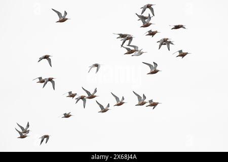 a flock of bar-tailed godwits (Limosa lapponica), Eiderstedt peninsula, Schleswig-Holstein Wadden Sea National Park, Germany, Schleswig-Holstein, North Sea coast Stock Photo