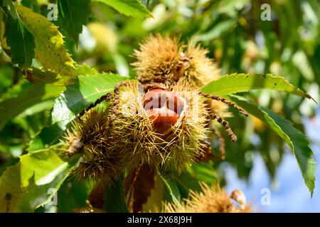 Sweet chestnut (Castanea sativa), chestnut, the beech family (Fagaceae). Stock Photo