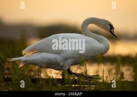 Swan at golden hour - sunrise. Swan heart in the water. Big wings. Stock Photo