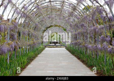 Blue purple flowers of the spring flowering wisteria growing and flowering on an arch frame in the RHS Gardens of Wisley, UK. Stock Photo