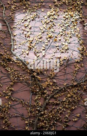 A wall covered in vines and leaves. Some sun beams cast hotspots and shadows on the wall behind it. Stock Photo