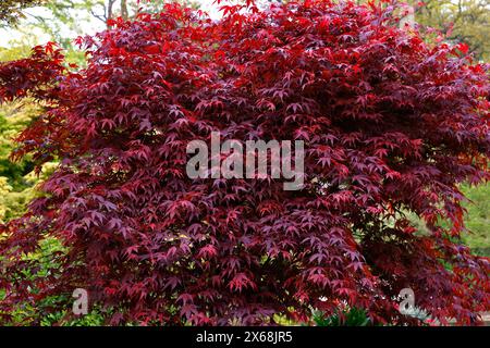 Closeup of the spring leaves of the Japanese Maple Acer palmatum. Stock Photo