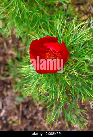 Closeup of the ruby red flower of the perennial garden plant paeonia tenuifolia. Stock Photo