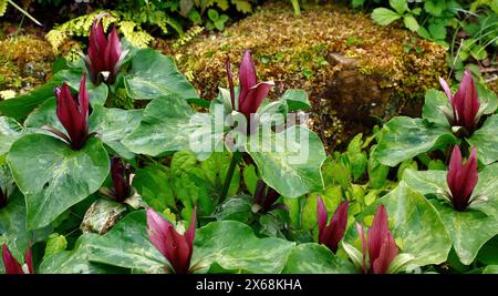 Closeup of the dark burgundy colour flower and marbled foliage of the perennial spring flowering garden plant trillium chloropetalum. Stock Photo