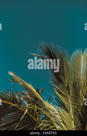 Close-up of palm fronds against a clear blue sky Stock Photo